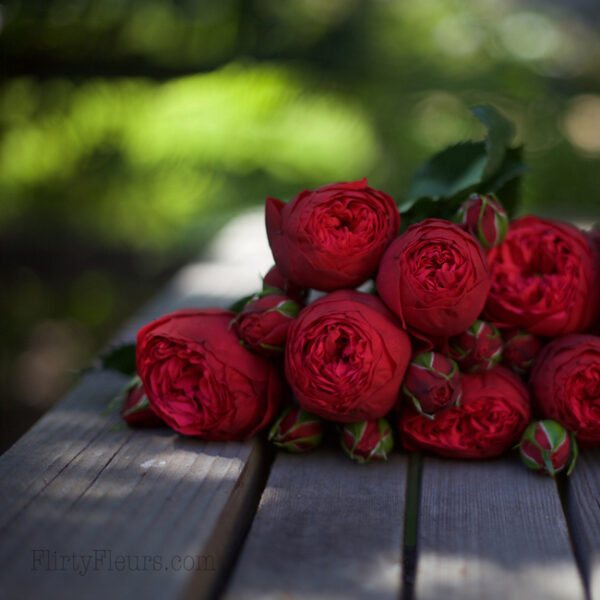 Red Piano Garden Roses - Alexandra Roses Via Garden Roses Direct