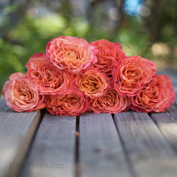 Sunset Garden Roses - Alexandra Roses Via Garden Roses Direct