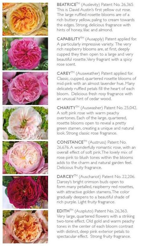 David Austin Garden Roses
