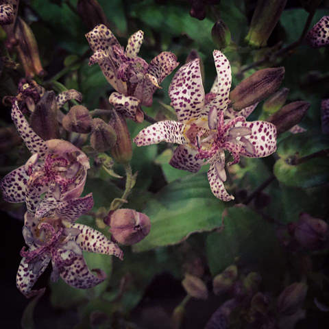 Toad Lily Dutch Flower Line