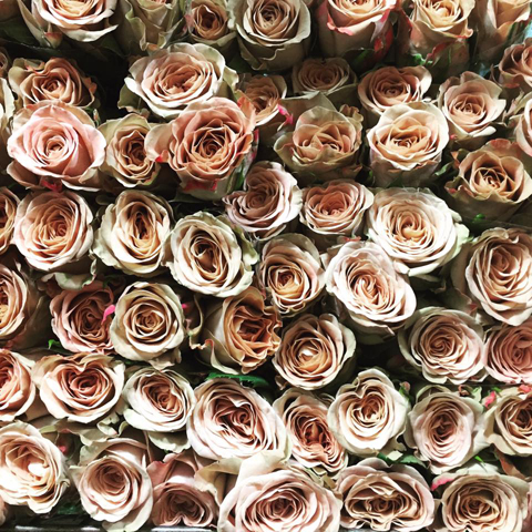 Cappuccino Roses G Page