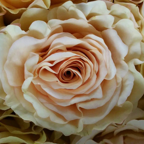 Pearl Finesse Roses Mayesh