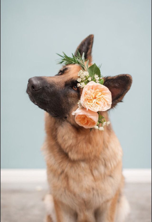 Animals + Flowers | Flirty Fleurs The Florist Blog - Inspiration for