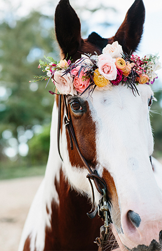 Passion Roots Absolutely Loved - horse wearing flowers