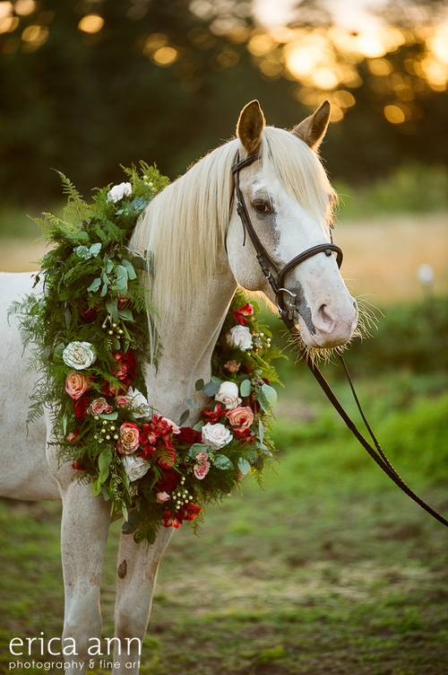 Sophisticated Florals, horse wearing flowers