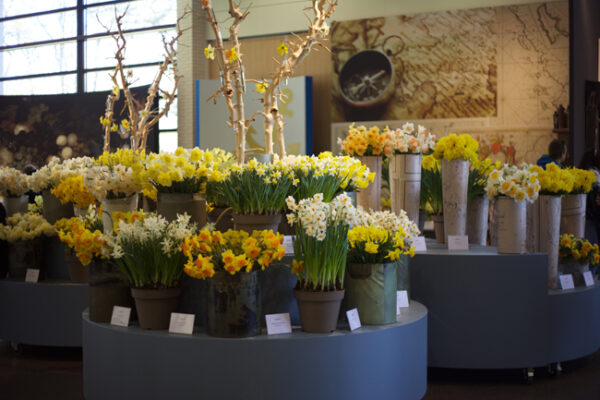 Fantastic display of Daffodils at Keukenhof in Holland