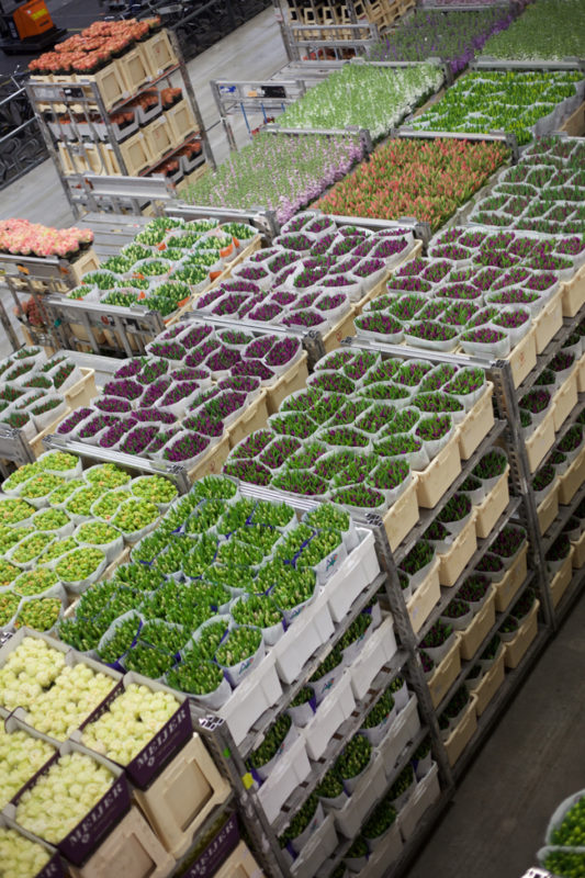 Flower carts filled with Tulips at Aalsmeer Flower Auction