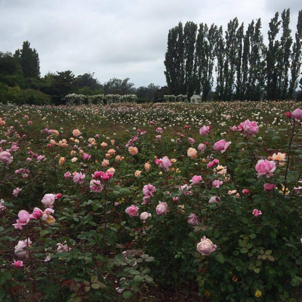 Garden Valley Roses in Petaluma, California in full bloom. 
