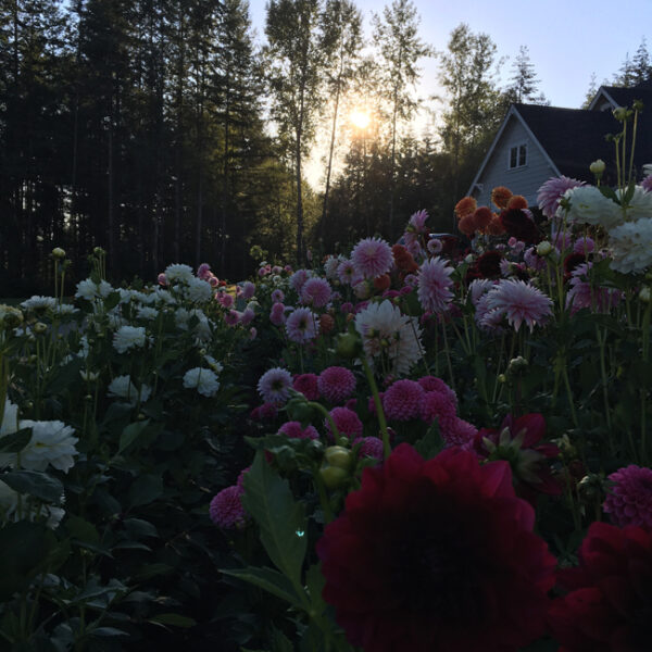 Flirty Fleurs Alicia Schwede's Dahlia Cutting Garden