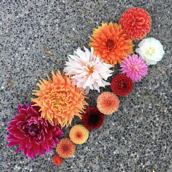 Flirty Fleurs Dahlias - a variety of dahlia sizes