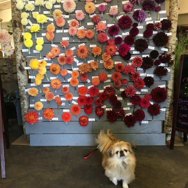 Third Annual Dahlia Wall at Seattle Wholesale Growers Market