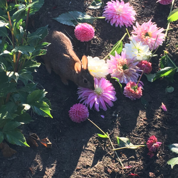 Rabbit eating dahlia blooms