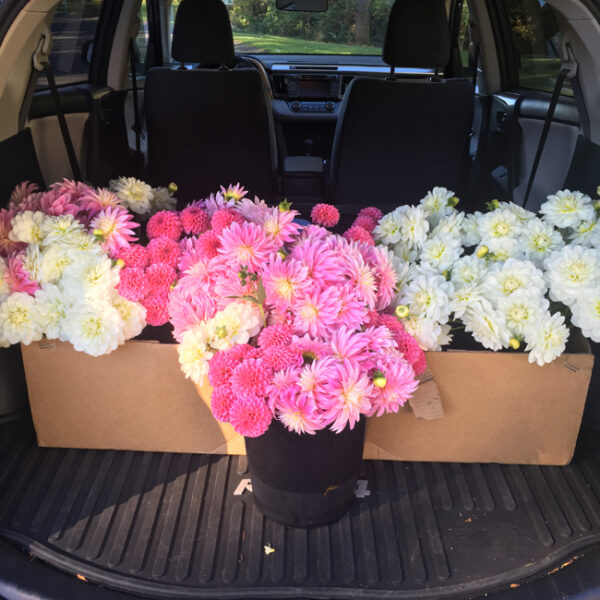 Flirty Fleurs - Dahlias for sale! Rebecca Lynn, Alloway Candy, Bride To Be Dahlias