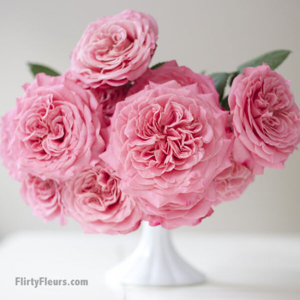 Flirty Fleurs Pink Garden Roses Study with Alexandra Farms -  Ashley Pink Garden Rose