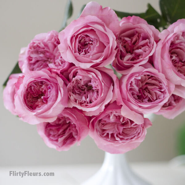 Flirty Fleurs Pink Garden Roses Study with Alexandra Farms -  David Austin Carey Pink Garden Rose