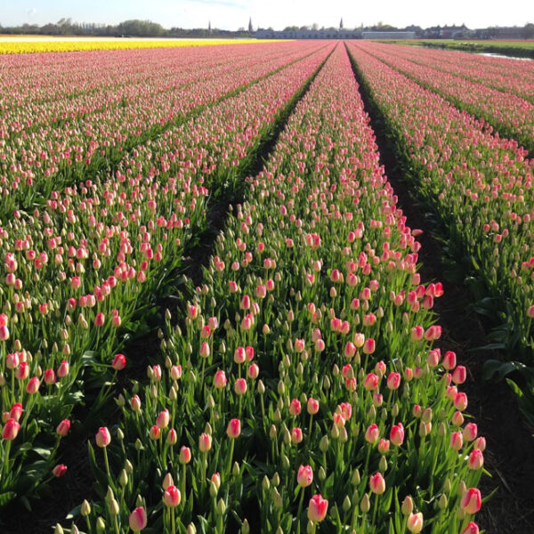 Elite Events Travel To Europe - tulip fields