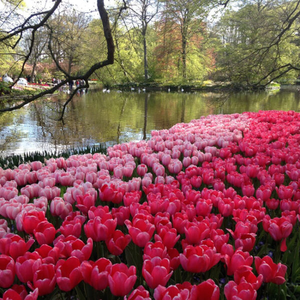 Elite Events Travel To Europe - Visit the Gardens of Keukenhof