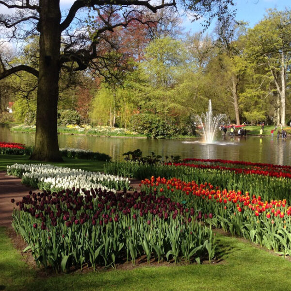 Elite Events Travel To Europe - visit Keukenhof Gardens in Hollad