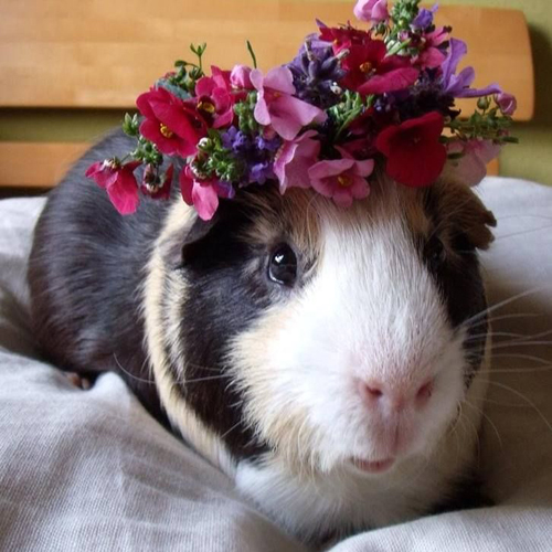 Guinea Pig wearing a flower crown