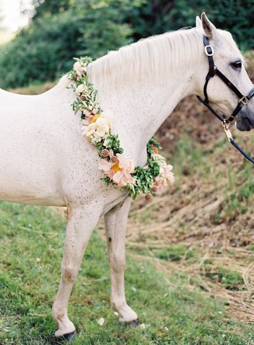 Lily Deluxe Blumen Vicki Grafton Photography - horse wearing flowers