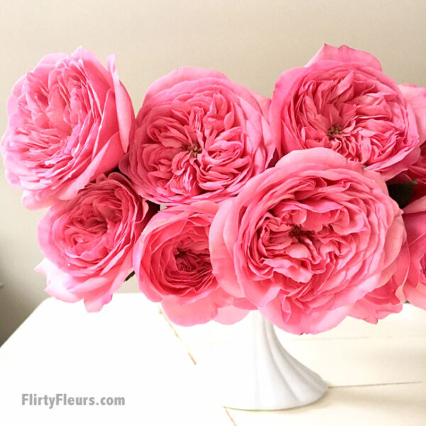 Flirty Fleurs Pink Garden Roses Study with Alexandra Farms -  Mariatheresia pink garden rose