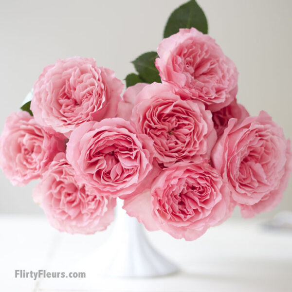 Flirty Fleurs Pink Garden Roses Study with Alexandra Farms -  Mayra's Rose, pink garden rose