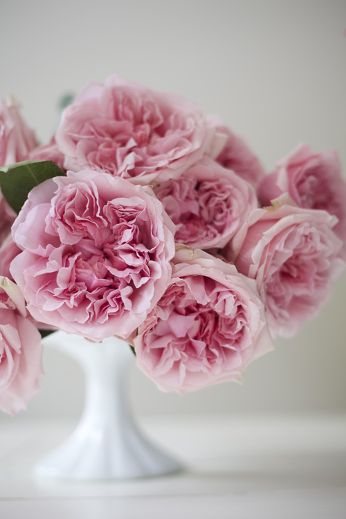 David Austin Miranda, a pink garden rose for the cut floral industry. Grown by Alexandra Farms.
