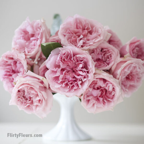 Flirty Fleurs Pink Garden Roses Study with Alexandra Farms -  David Austin Miranda Pink Garden Rose