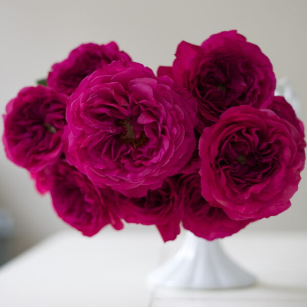 Flirty Fleurs Pink Garden Roses Study with Alexandra Farms - Princess Kishi Magenta Garden Rose 