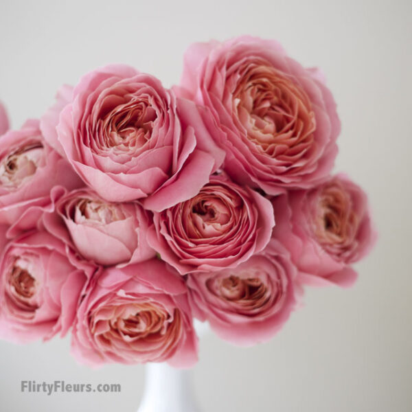 Flirty Fleurs Pink Garden Roses Study with Alexandra Farms - Romantic Antike garden rose