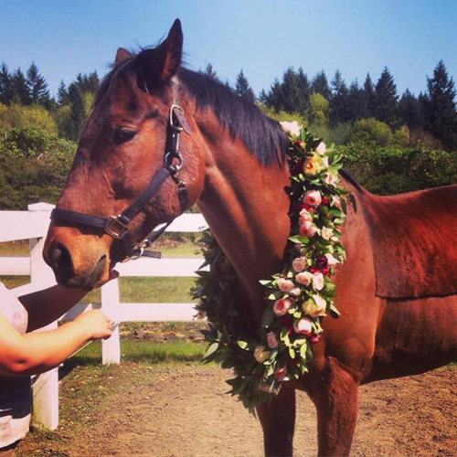 Zest Floral - horse wearing flowers
