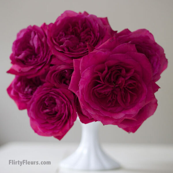 Flirty Fleurs Pink Garden Roses Study with Alexandra Farms -  David Austin Capability Hot Pink Magenta Garden Rose