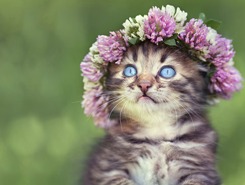 Kitten wearing a flower crown