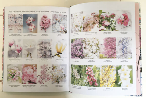 Paris In Bloom - Georgianna Lane - Field Guide to Blooming Branches