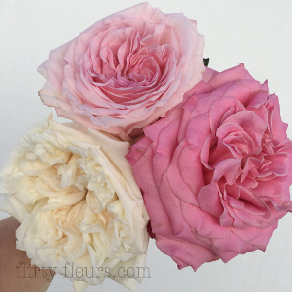Pink and White Garden Roses