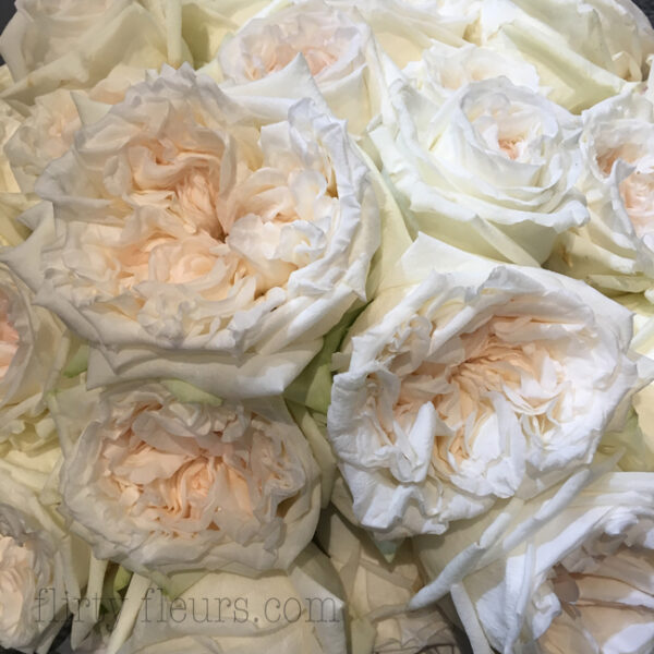 White O'Hara garden roses by Alexandra Farms