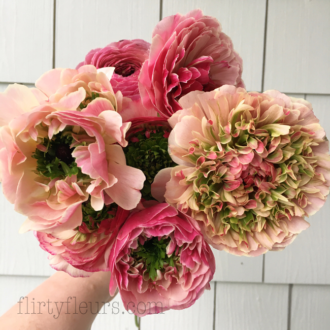Flirty Fleurs - Gloeckner Ranunculus Pink and Green, Seattle Wholesale Growers Market