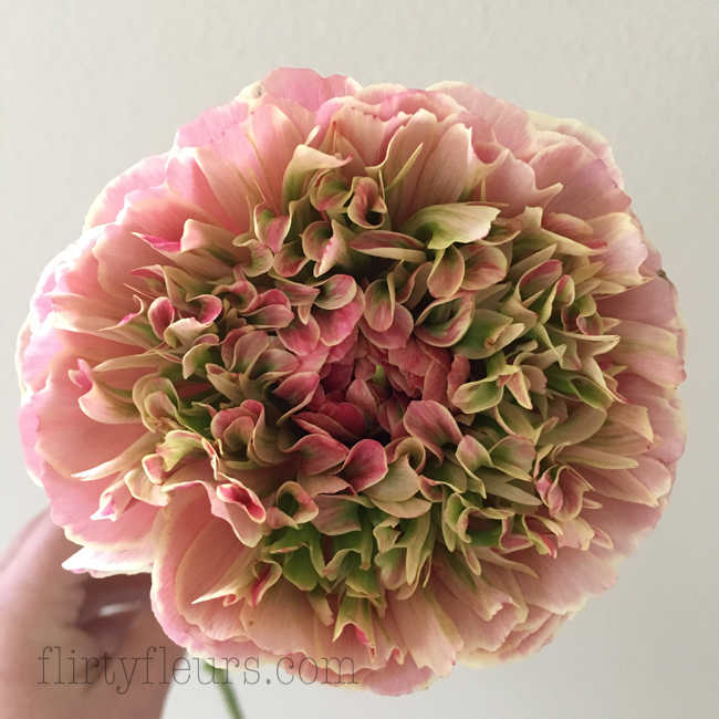 Flirty Fleurs - Gloeckner Ranunculus Pink and Green, Seattle Wholesale Growers Market