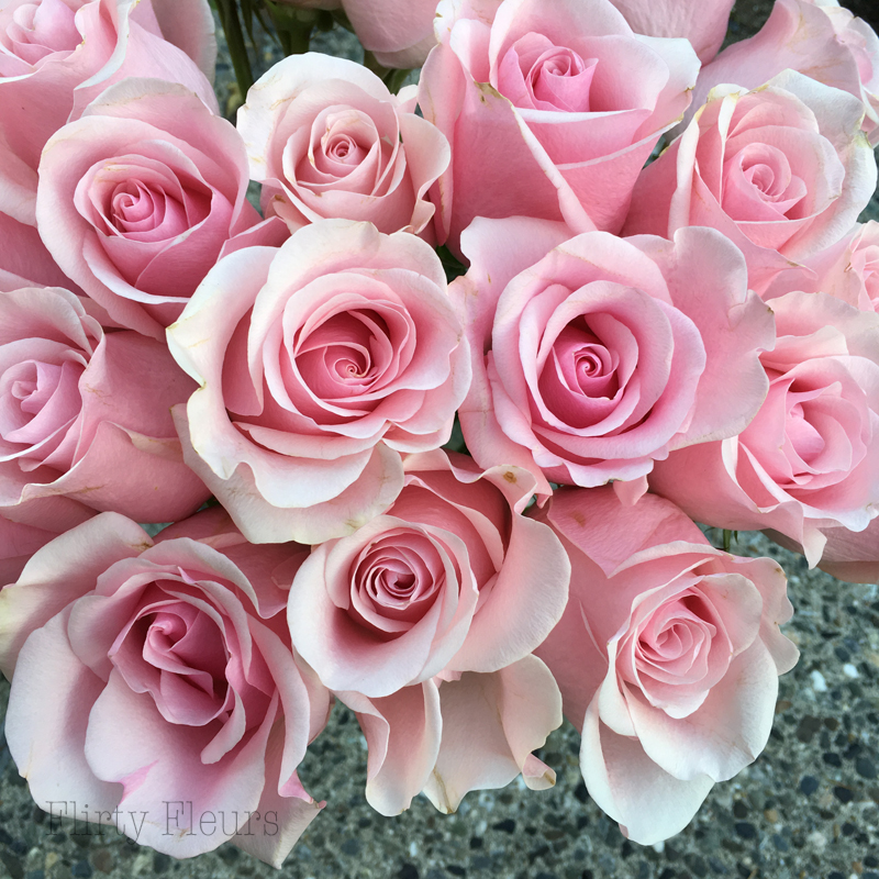Pink Rose Study with Amato Wholesale – Flirty Fleurs The Florist