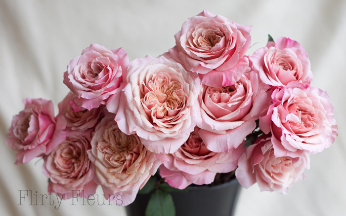 Miyabi Garden Roses by Alexandra Roses, Photographed by Flirty Fleurs