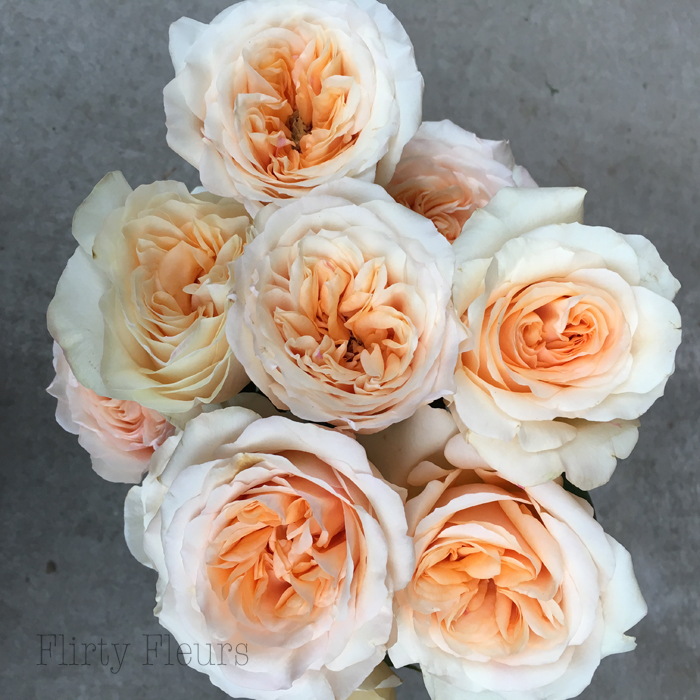 Peaches & Cream Garden Roses grown by Alexandra Roses, Photographed by Flirty Fleurs