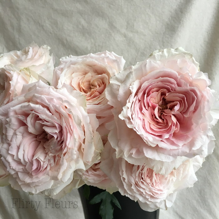 Tsumugi garden rose grown by Alexandra Roses, Photographed by Flirty Fleurs