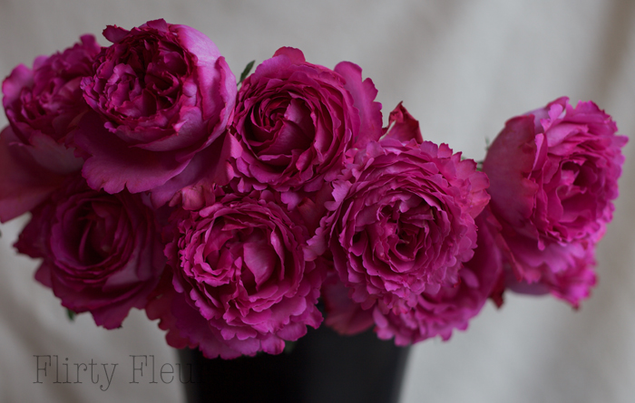 Yves Piaget garden roses by Alexandra Roses, photographed by Flirty Fleurs