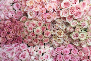 rose pink color