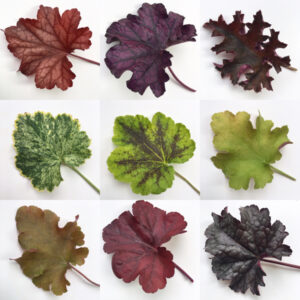 Varieties of Heuchera Leaves via Flirty Fleurs Blog