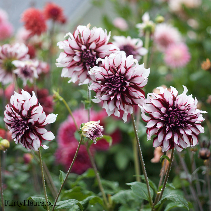 Striking Tartan Dahlias enjoying a refreshing summer rain. Grown in Flirty Fleurs Dahlia Patch, dahlia tubers are from Longfield Gardens.