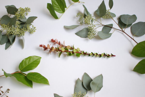 florist greenery good for using in hot and dry climates