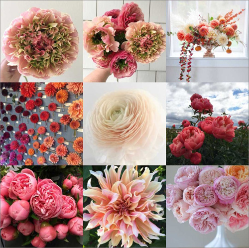 ranunculus, dahlias, peonies, garden roses - on flirty fleurs flower blog