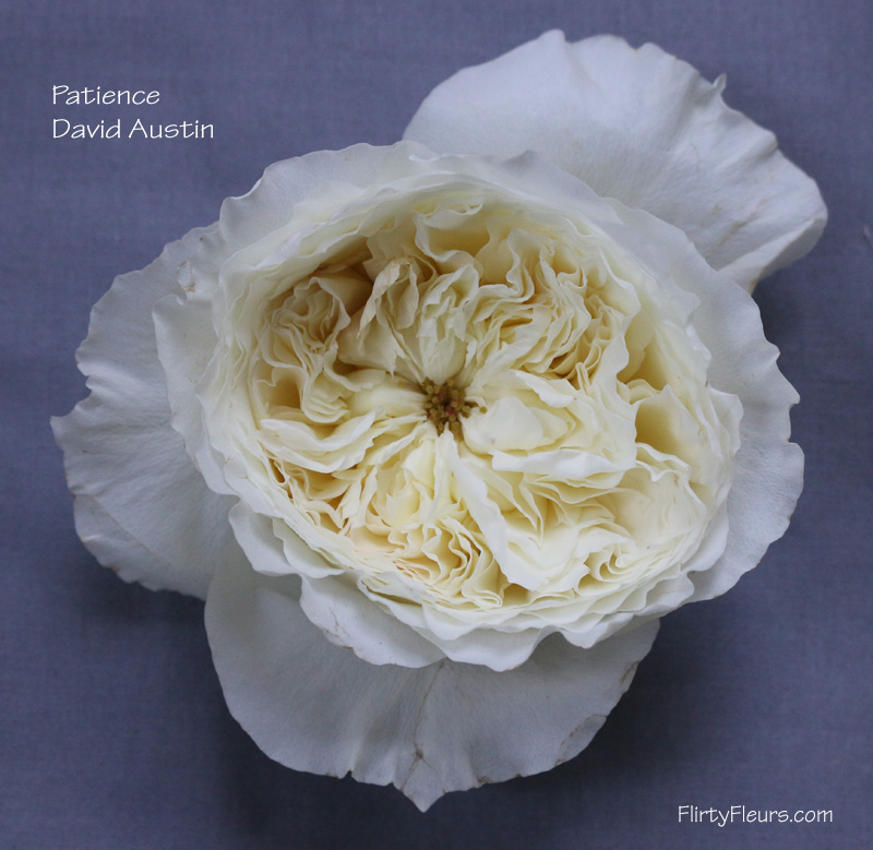 Flirty Fleurs Rose Study - Alexanda Garden Roses - David Austin Patience
