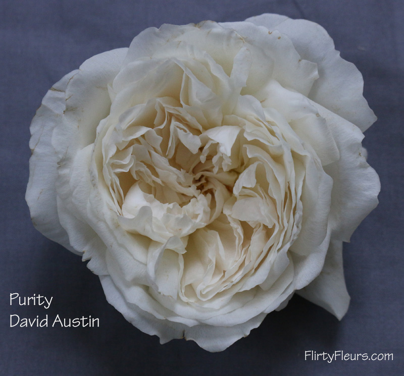 Flirty Fleurs Rose Study - Alexanda Garden Roses - David Austin Purity Rose